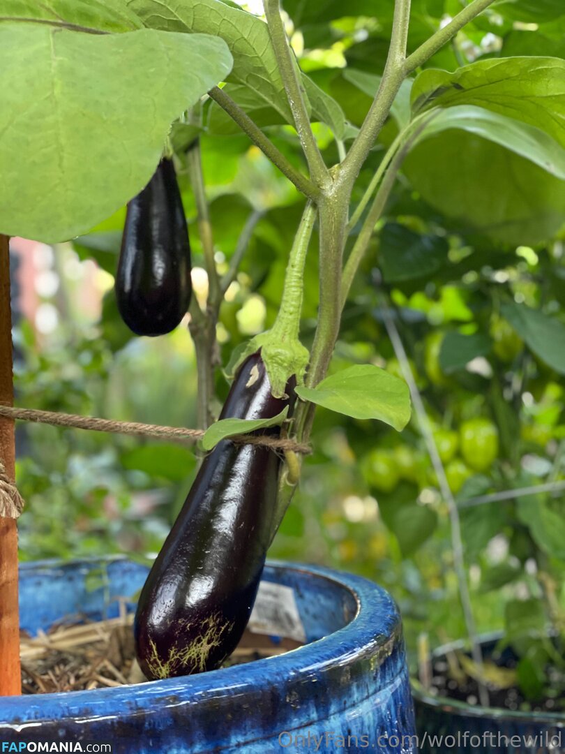 wolfofthewild / wolfofthewildd Γυμνός OnlyFans  Διαρρεύσαστη φωτογραφία #7