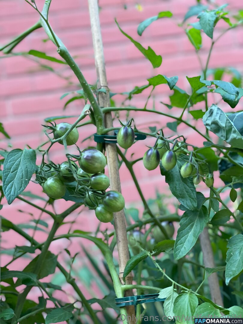 wolfofthewild / wolfofthewildd Γυμνός OnlyFans  Διαρρεύσαστη φωτογραφία #9