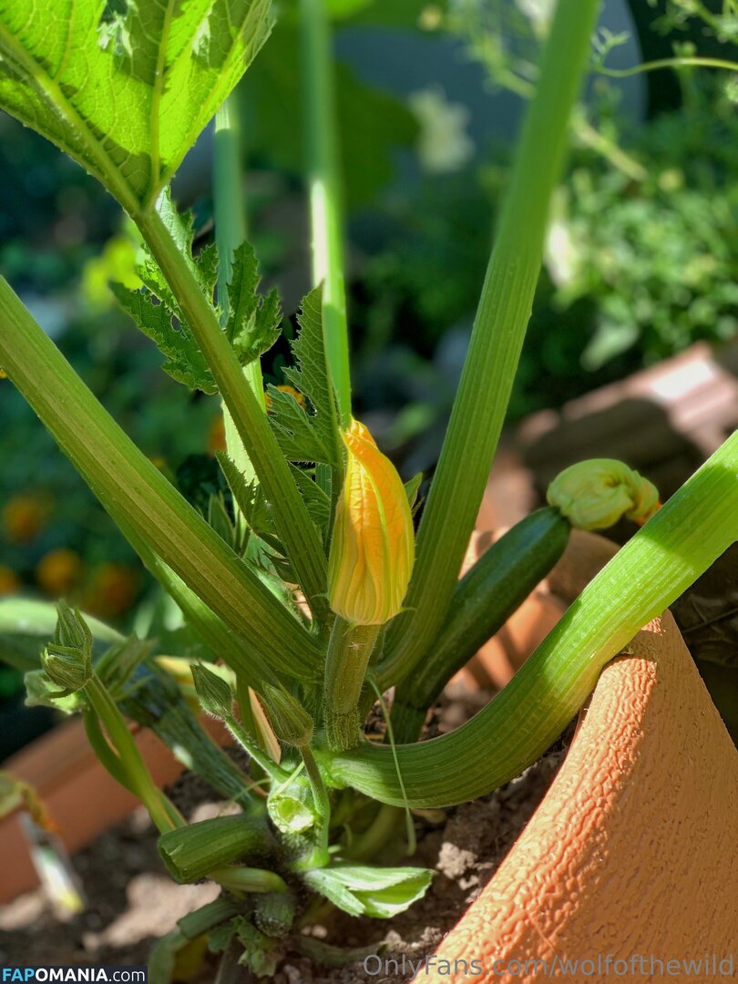 wolfofthewild / wolfofthewildd Γυμνός OnlyFans  Διαρρεύσαστη φωτογραφία #14